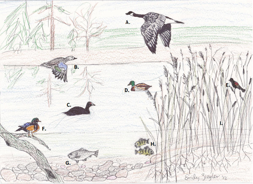Image shows various waterfowl and fish next to wild rice plants and cattails.
